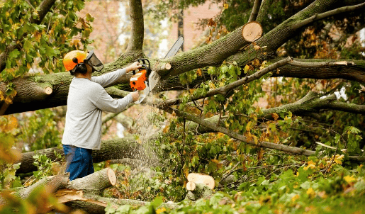 a man is cutting down a tree branch