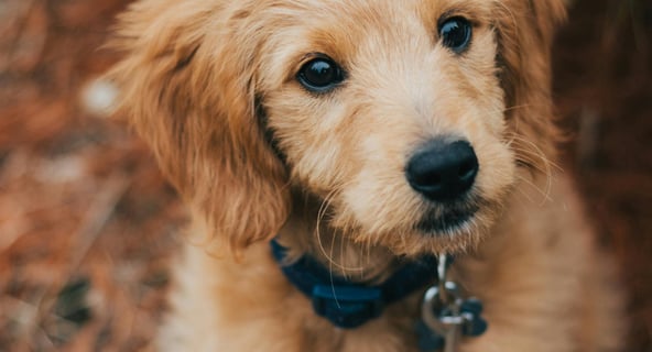 a goldendoodle dog is sitting on the ground with a leash participating in training