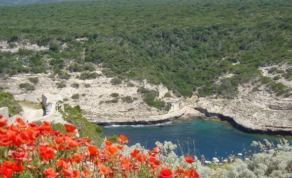 Paysage forestier de Corse, coquelicots au premier plan et petit lac en contrebas avec une falaise