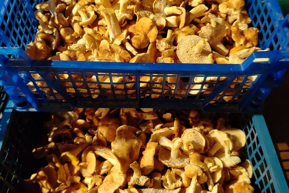 nettoyage des champignons