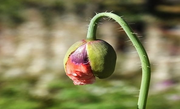 Rose rouge partiellement épanouie, tige pliée vers le bas symbolisant le stress