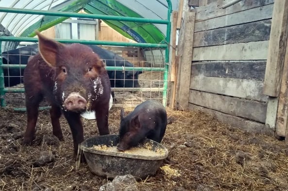 an adult pig and an piglet