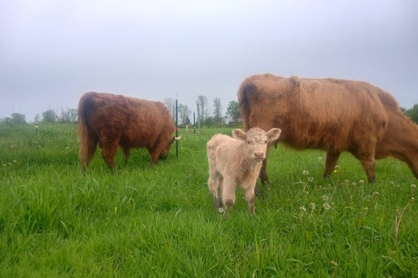 A young calf stands in the center of a lush green pasture between two adult cattle grazing under an