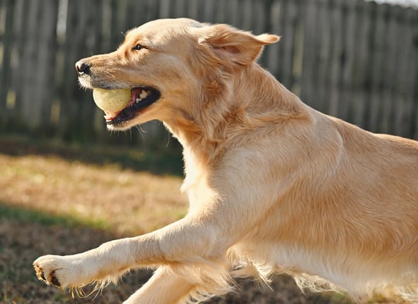 a dog is playing with a tennis ball in a backyard