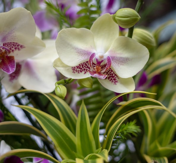 pink and cream faux orchids