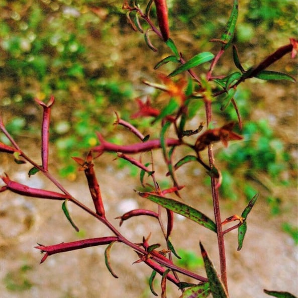 Plant of Ludwigia octovalvis noticed at Mallaram of nizamabd, Telangana
