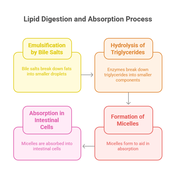 Lipid digestion & absorption process