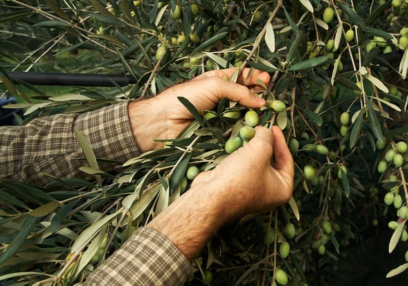Hands gently hand-picking fresh green olives from an olive tree