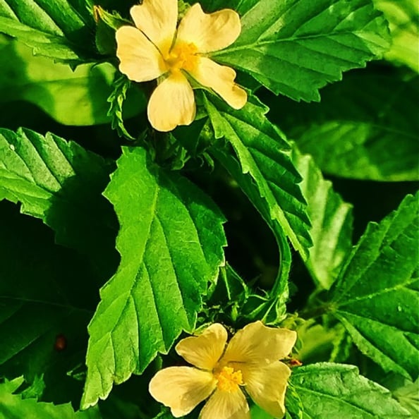 Plant of Malvastrum coromandelianum noticed in Sarangapur of Nizamabad, Telangana