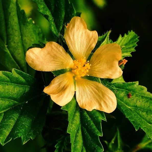 Flower of Malvastrum coromandelianum noticed in Sarangapur, Nizamabad, Telangana