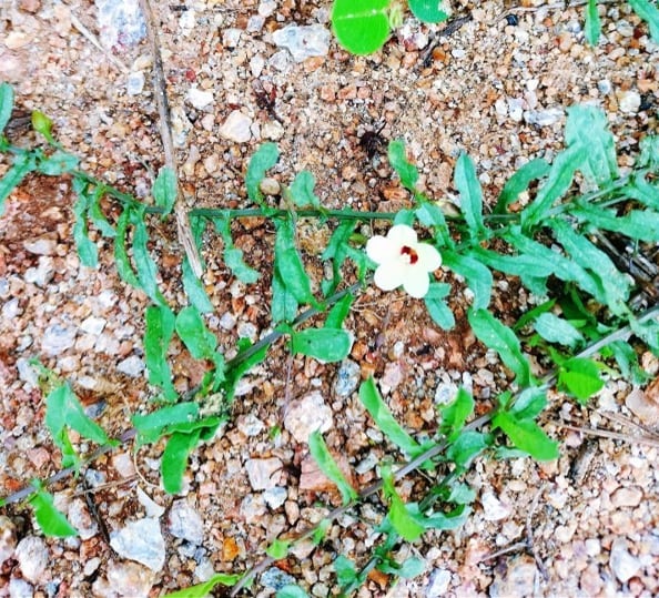 Plant of Mirremia Tridenta