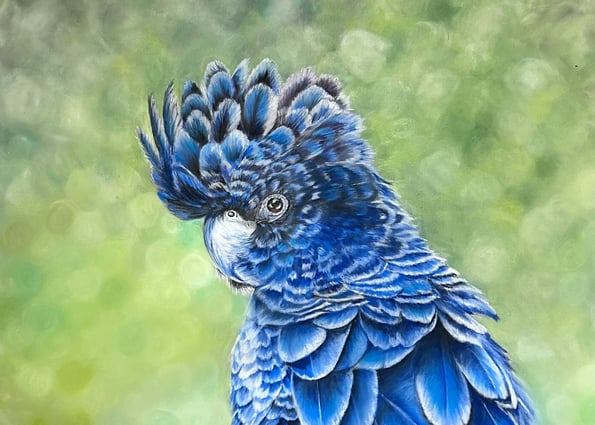 Blue Glossy Cockatoo. Australian Bird