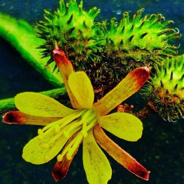 Flower of Triumfetta rotundifolia