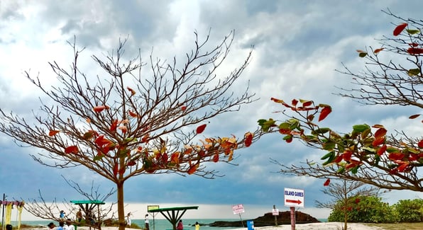 Indian Badam Trees at  St.  Mary's Island Udupi