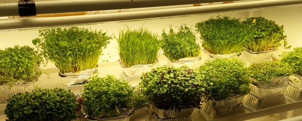 a picture of Early Greens microgreens grow room 