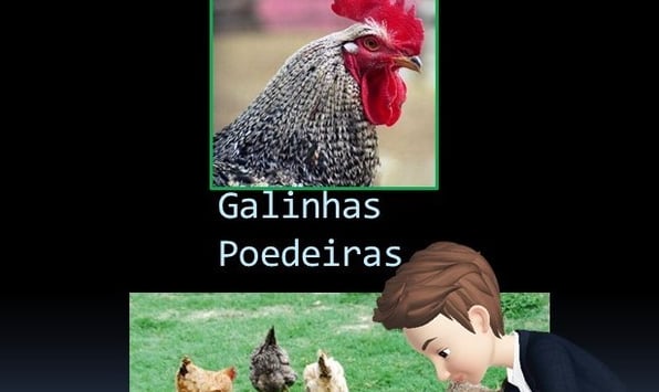 Galinhas Poedeiras