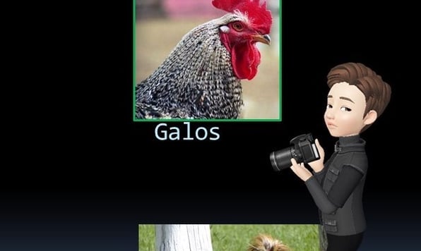 Galos Ornamentais