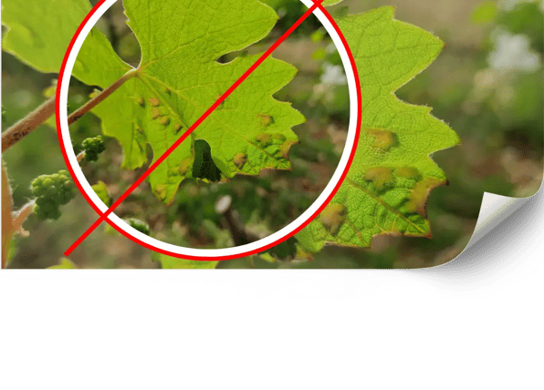 Control ecológico de plagas en viñedos de Mallorca