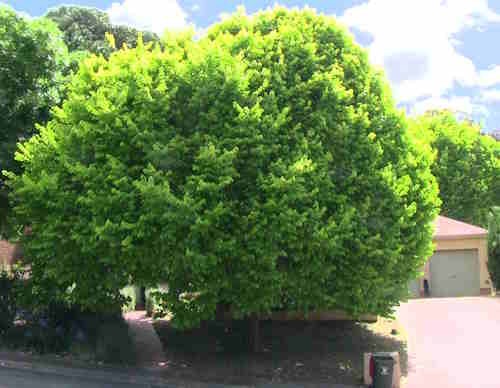 Same elm tree in full leaf 5 years after treatment