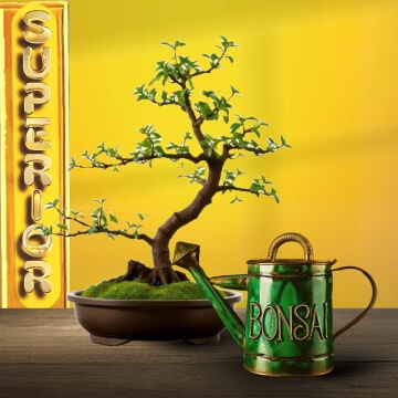 Decorative image for bonsai tree sales landing page