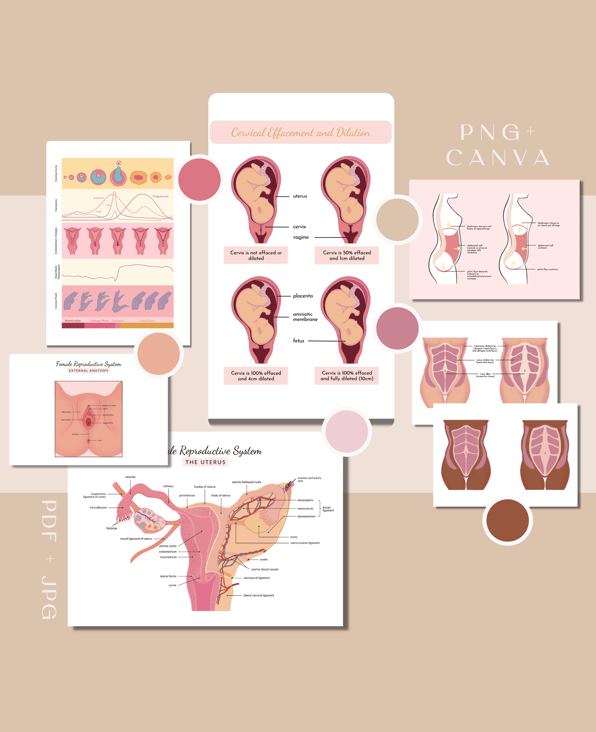 Images diagrams for cervical effacement and dilation, female external genitalia, female reproductive