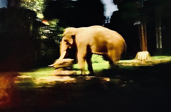 a large elephant walking through a grassy area