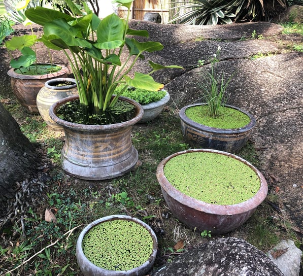 Wasserpflanzen_pflege_gartenpglege_gartenunterhalt_buelach_landolt_gartenbau_gmbh