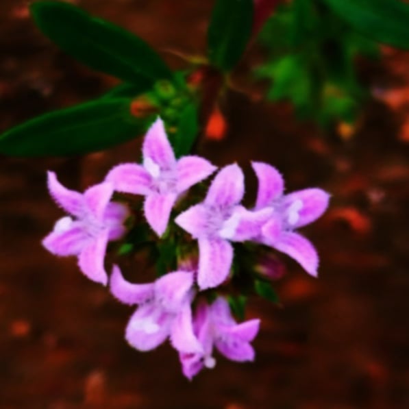 Flower bunch of Kohautia aspera