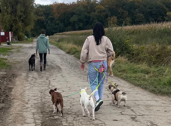 Eine Gruppe beim Social Walk in der nähe von Hannover