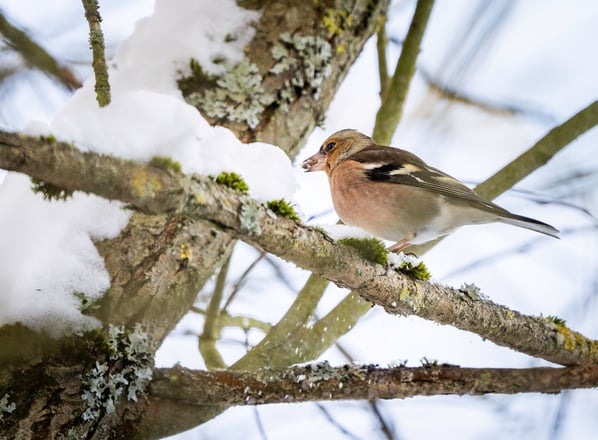 Ein Buchfink sitzt auf einem Schneebedeckten Baum im Winter Foto: Philipp Geisler