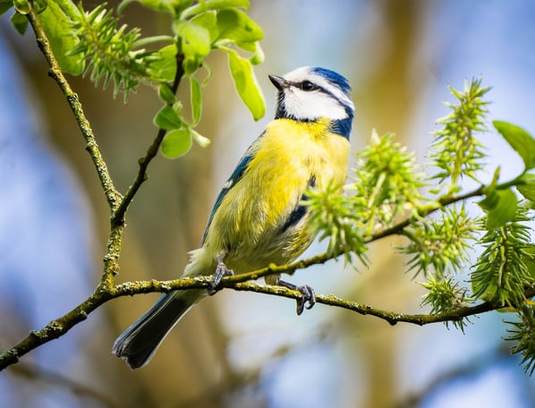 Blaumeise auf einer Weide in Grevenbrück