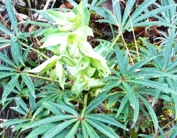 The Stinking hellebore