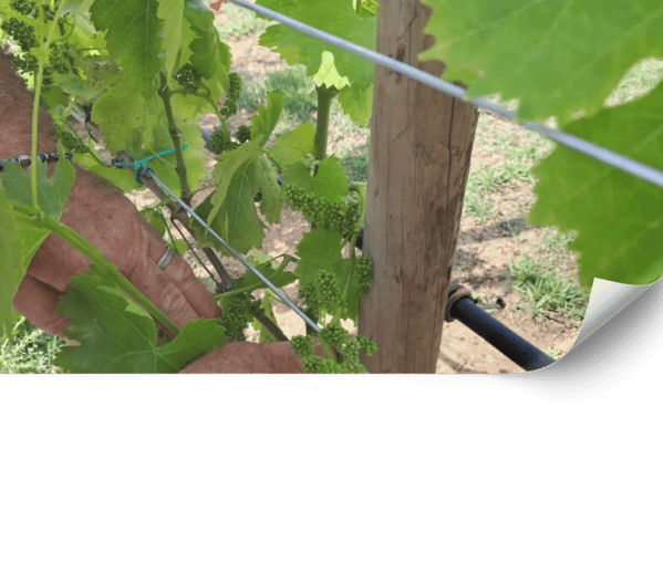 Ecological Farming Consulting for Vineyards in Mallorca | Viñarts.