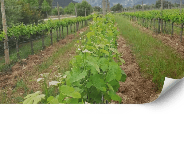 Gestaltung und Pflege von Landschaftsweinbergen auf Mallorca | Viñarts