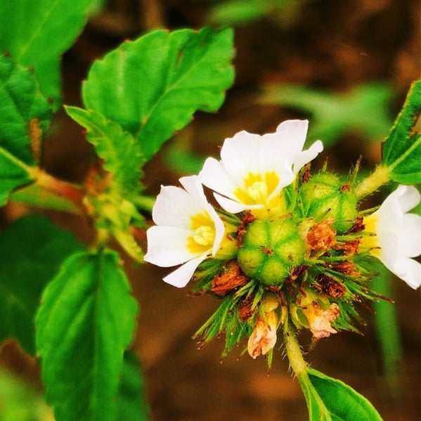 Melochia corchorifolia- Chocolate weed plant