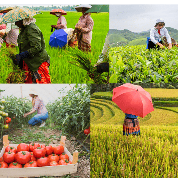 women engaged in different agriculture work