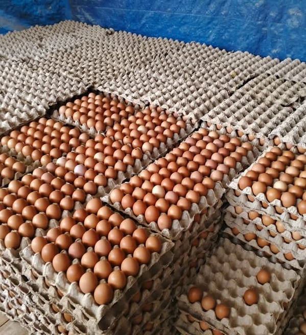 table egg was take from hen farm. the fresh egg will enter to indoeggs warehouse.