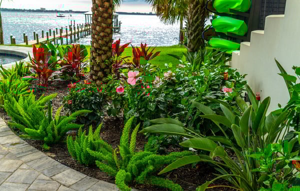 Completed backyard landscape with palm trees