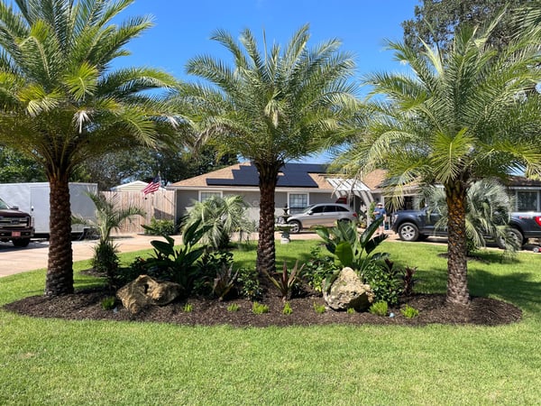 Palm trees installed along coastal property
