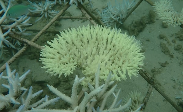 Bleached Acropora colony in coral gardens in St Felix (Mar 2025)