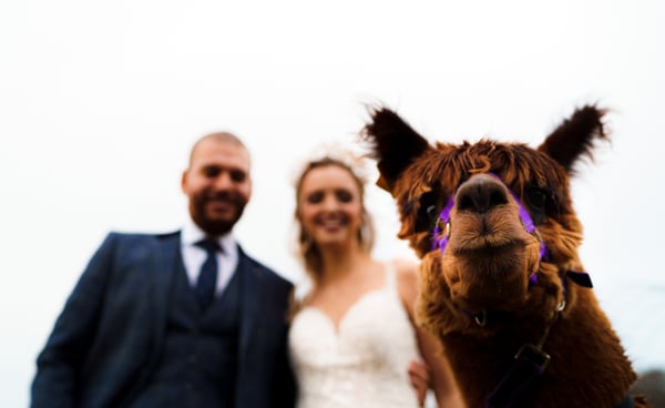 Liverpool barn wedding venue, Knowsley wedding venue, rustic farm, boho, alpaca