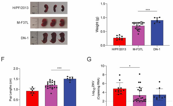 Effect of M-F37L in congenital mouse model