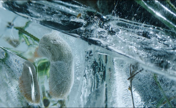kino pavasaris, film festival, commercial, color corection, grade, colorist, justinas vencius,