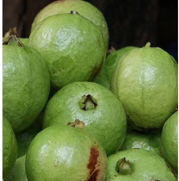Fresh Guava, Trái ổi UpBe Food VN