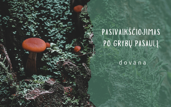 Edukacija apie grybų pasaulį - dovanų kuponas