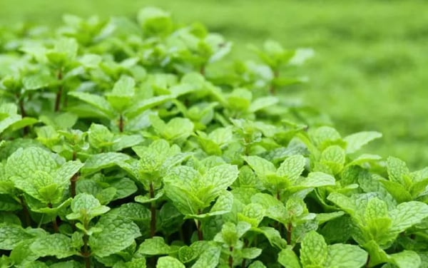 peppermint