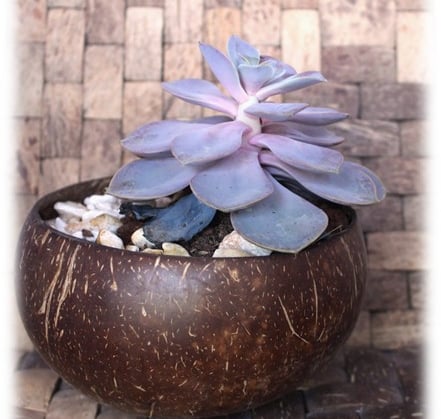 Coconut Pot (Plinth or No Plinth), Chậu dừa UpBe Food VN 