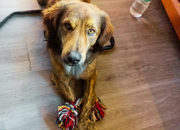 brauner Hund