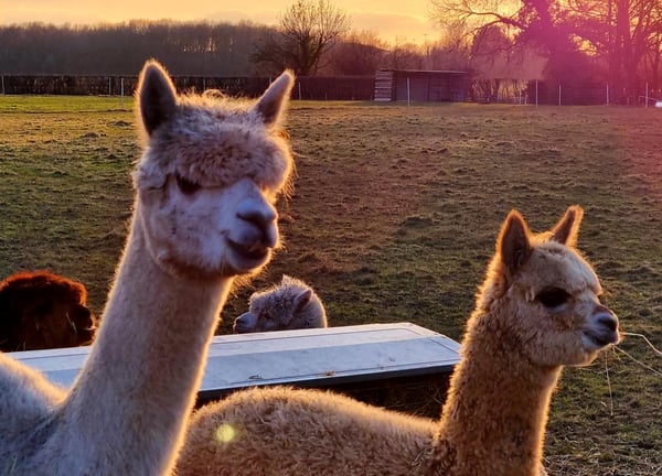 Artemis Alpacas Yew Tree Farm