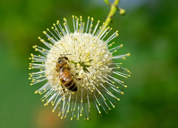 Honey bells buttonbush native nectar plant closeup of white sphere flower with a honey bee on it